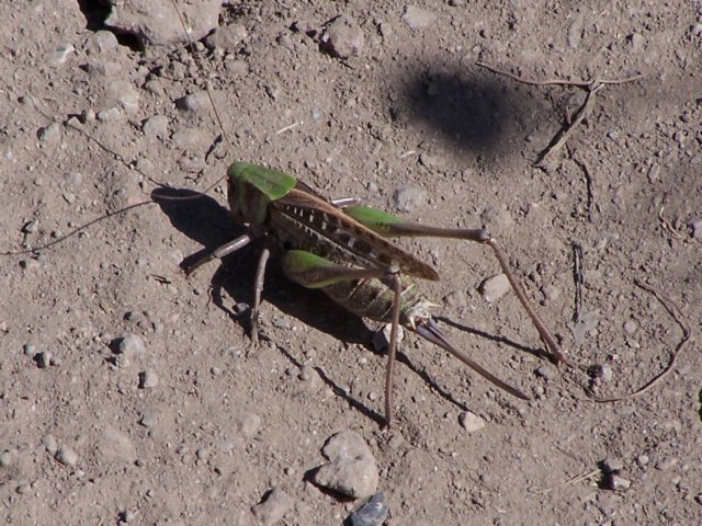 photo230.jpg